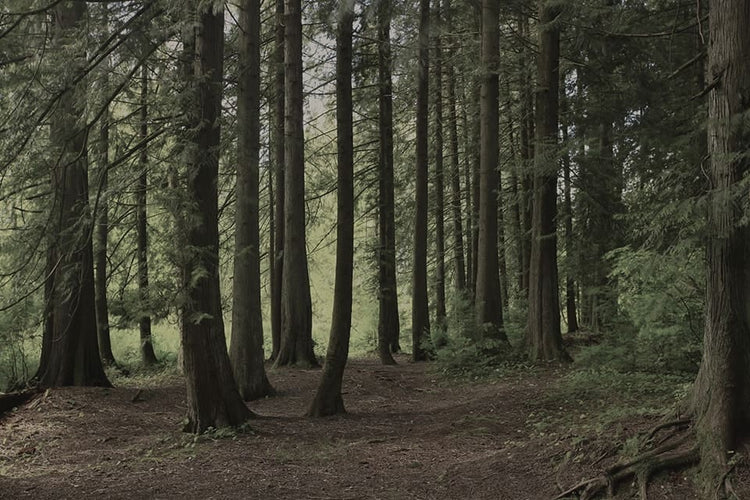 Yardistry Big Timber