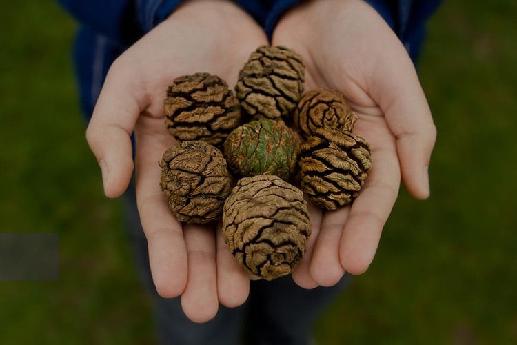 Yardistry Big Timber